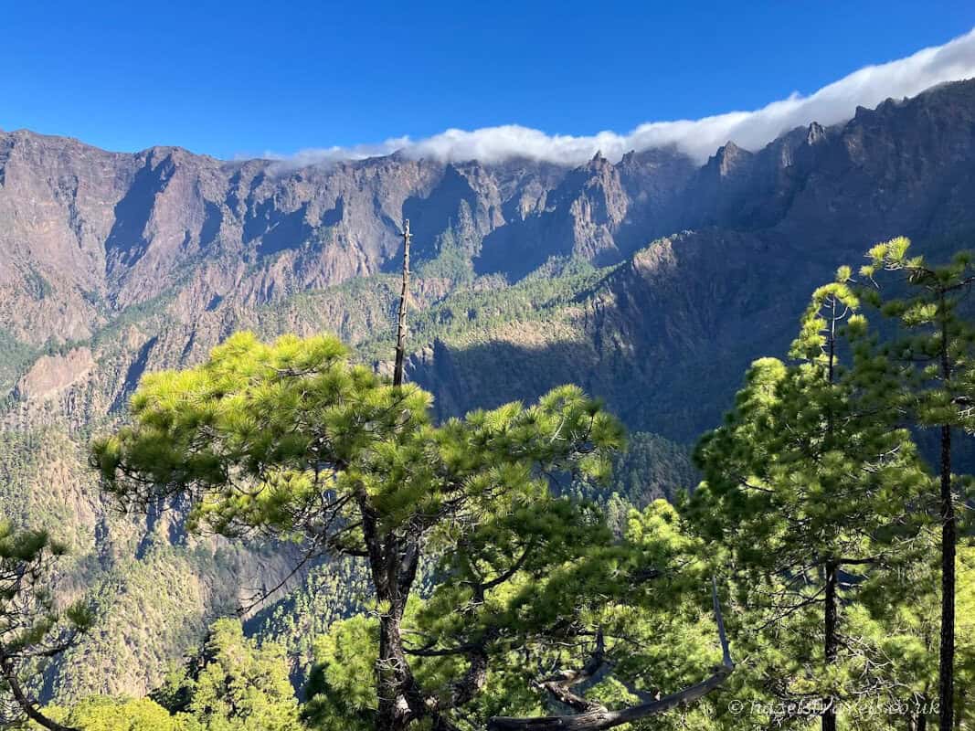 Green pine trees with Caldera de Taburiente cliffs rising behind in the sunshine in La Palma.