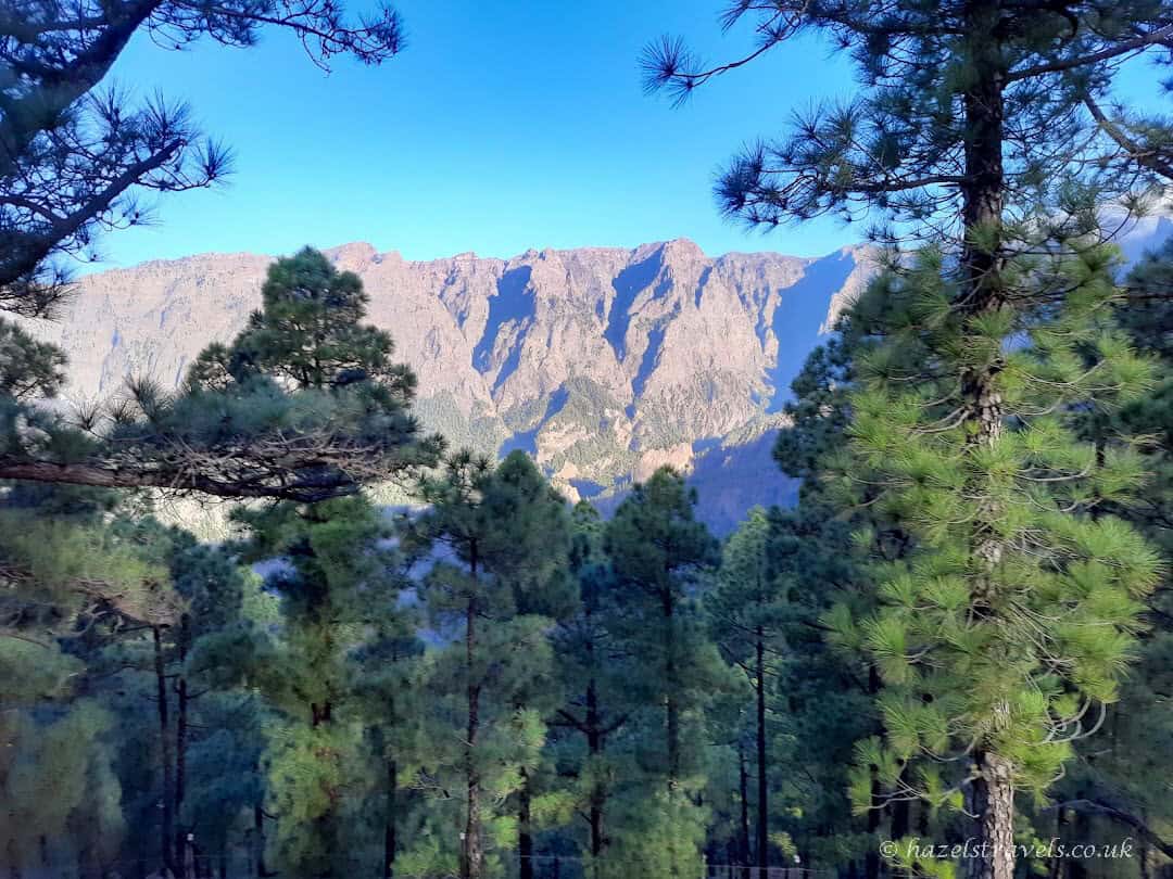 View through tall pine trees towards the rugged cliffs of Caldera de Taburiente in La Palma with a bright blue sky, slightly hazy