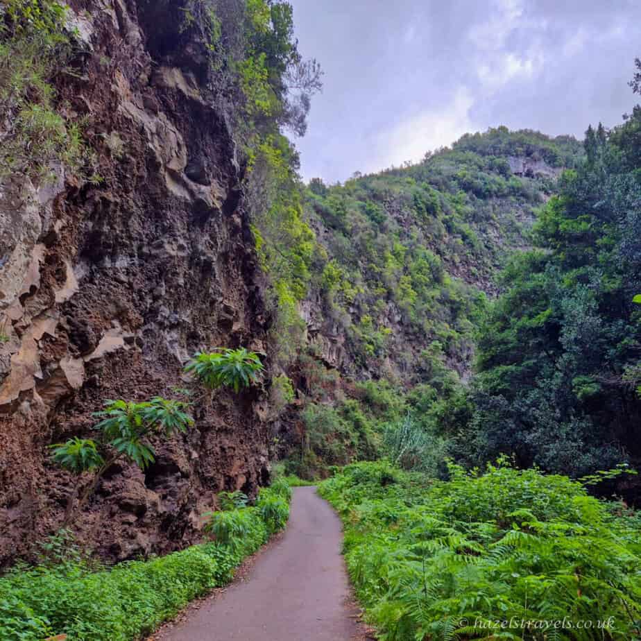 Dense green foliage near the Los Tilos laurel forest (Cuba del Galgo) with narrow hiking path