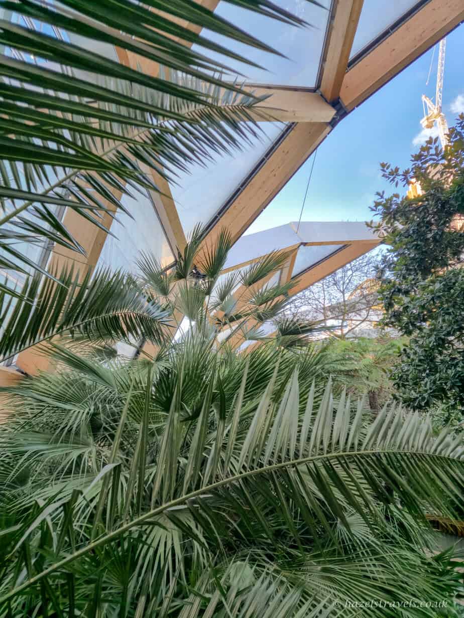 Tropical plants and palm fronds inside the Crossrail Place Roof Garden in Canary Wharf, with a view of the geometric wooden roof beams and blue sky visible through the glass panels.