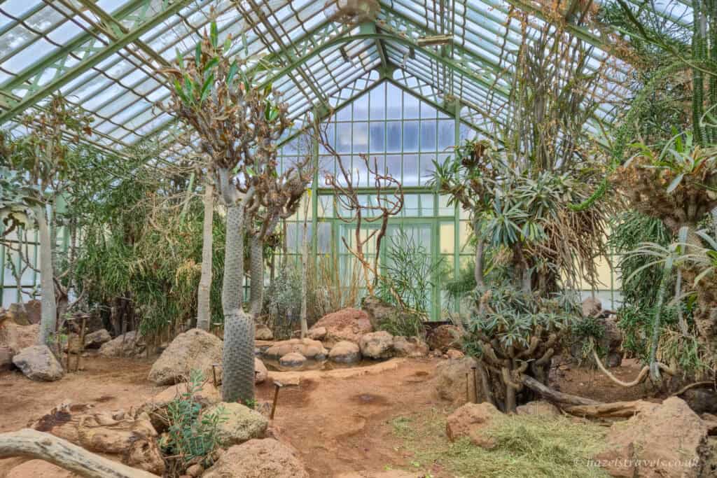 Interior of the Desert House at Schönbrunn Palace in Vienna, with tall cacti, succulents and sandy rocks beneath a green metal and glass greenhouse roof, natural light filtering through the panes