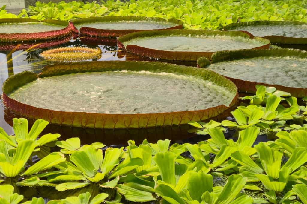 Large circular Victoria water lily pads floating in a tropical greenhouse pond, their raised reddish-green rims surrounded by bright green water lettuce leaves