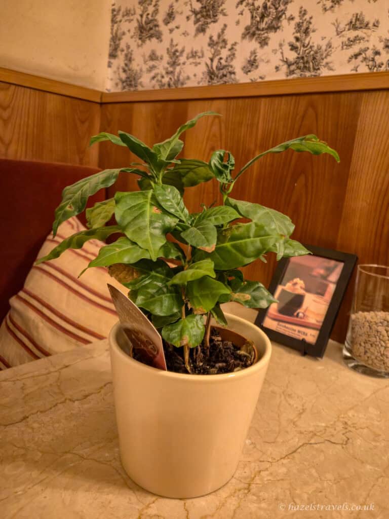 Small coffee plant in a cream ceramic pot on a marble table at Café Diglas, with wood-panelled walls and patterned wallpaper in the background.