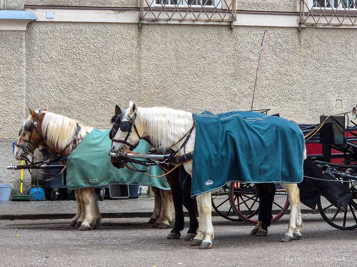 Two horse-drawn carriage horses standing beside a black carriage in Salzburg, wearing green blankets and harnesses against a pale stone wall
